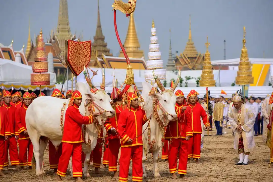 พระโคพระราชพิธีพืชมงคล 2569 เลขศักดิ์สิทธิ์ท้องสนามหลวง
