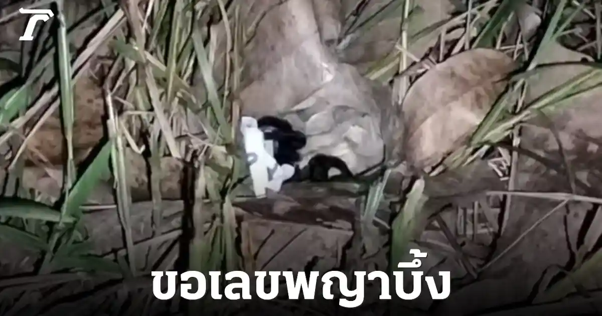 เปิดเลขเด็ดพญาบึ้ง ปราจีนบุรี คอหวยเฮ! ได้ 09 และ 654 ลุ้นรวย 1 ก.ค. 69