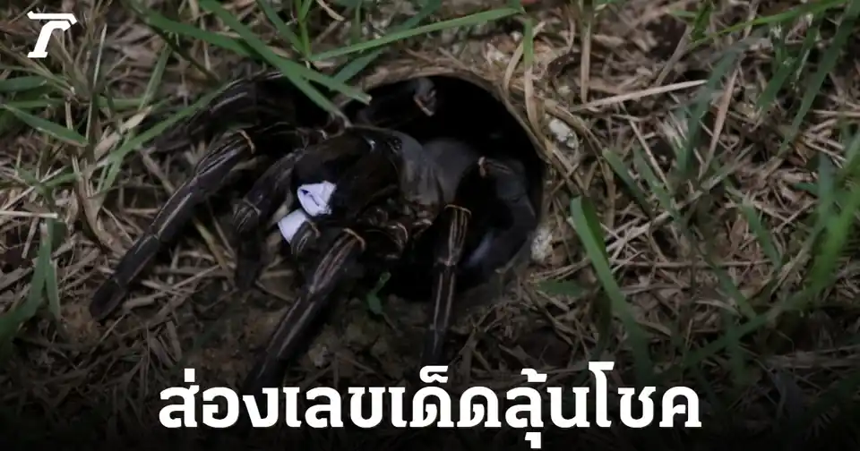 เลขเด็ดพญาบึ้งอ่างทองสะเทือนวงการ! คอหวยแห่ส่อง 245 ลุ้นโชคงวด 1 ส.ค. 69