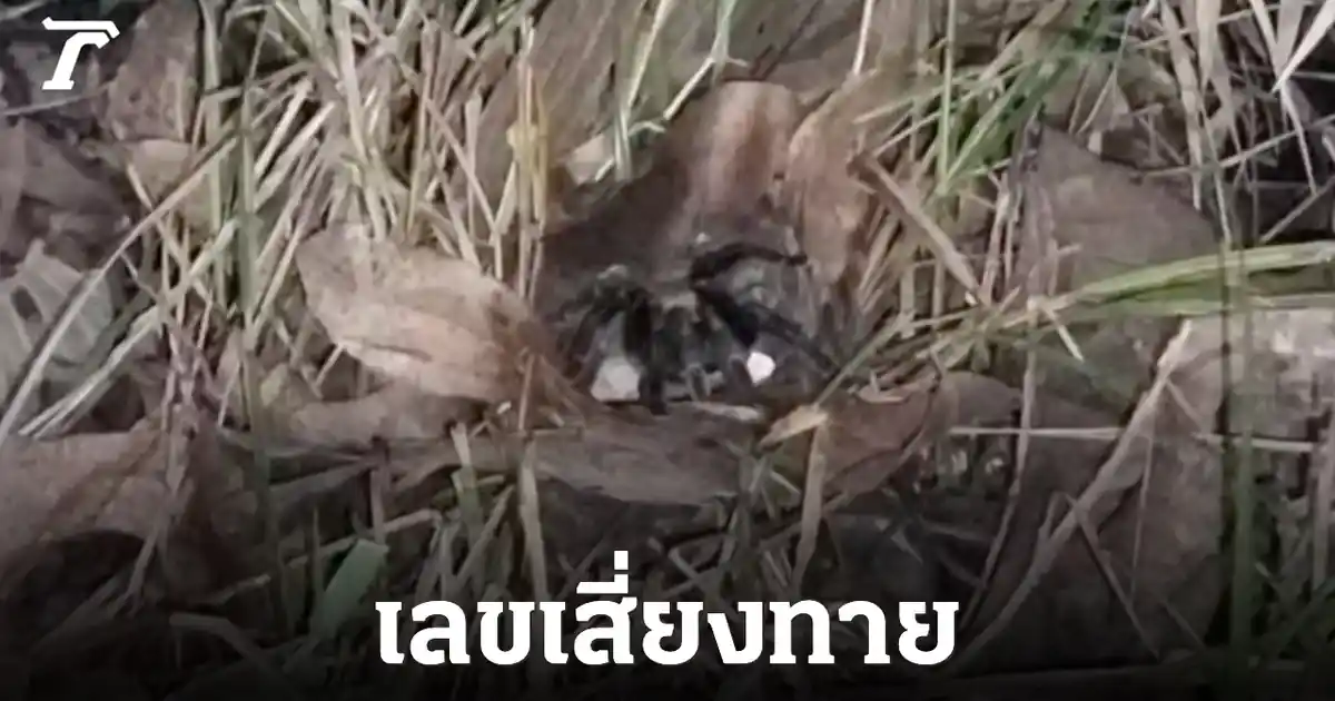 เลขเด็ดพญาบึ้งปราจีนฯ เฮลั่น! คอหวยได้ 775 ลุ้นโชคงวด 16 ก.ค. 69