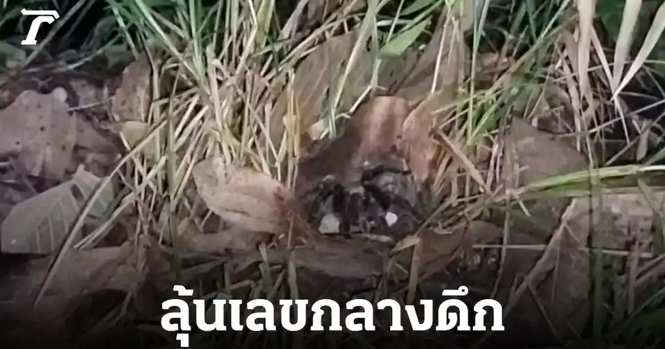 เปิดเลขเด็ดพญาบึ้งปราจีนบุรี! คอหวยเฮลั่นได้ 775 ลุ้นงวด 16 ก.ค. 69