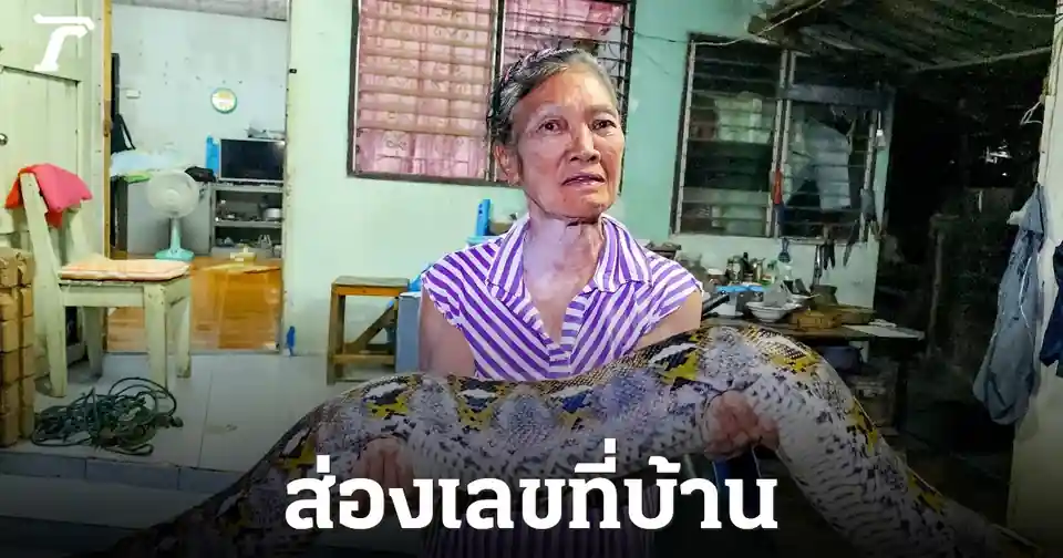 งูเหลือมยักษ์บุกบ้านยาย 75 ปี! คอหวยแห่ส่องเลขเด็ด 73/22 ลุ้นโชค 16 ก.ค. 69
